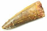Fossil Spinosaurus Tooth - Real Dinosaur Tooth #357848-1